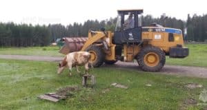 В Турочаке спасли упавшего в колодец быка