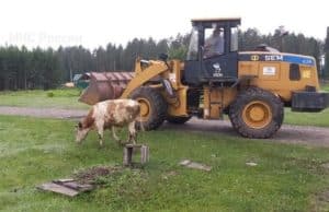 В Турочаке спасли упавшего в колодец быка