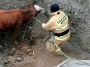 В Кош-Агаче пожарные спасли корову, упавшую в глубокую яму В Кош-Агаче пожарные спасли корову, упавшую в глубокую яму