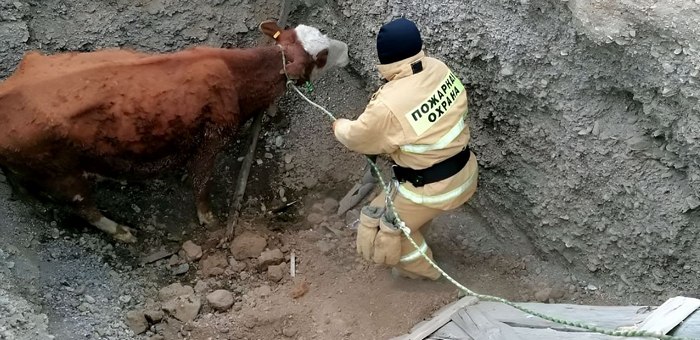 В Кош-Агаче пожарные спасли корову, упавшую в глубокую яму
