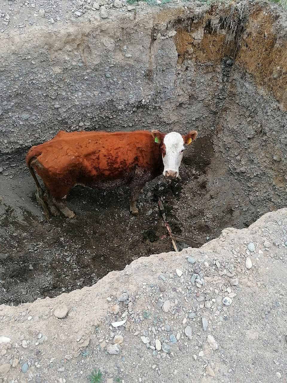 В Кош-Агаче пожарные спасли корову, упавшую в глубокую яму 