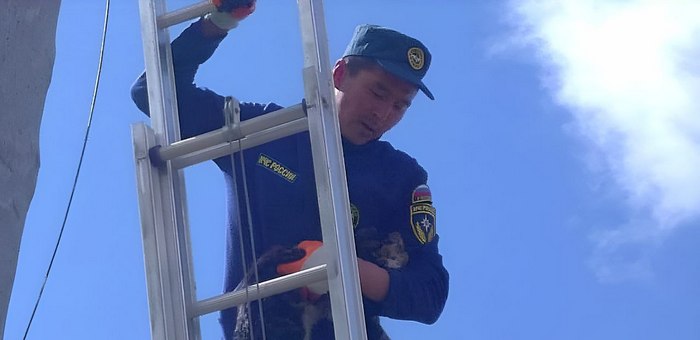 В Кош-Агаче пожарные спасли кота, который больше двух суток просидел на высоком столбе