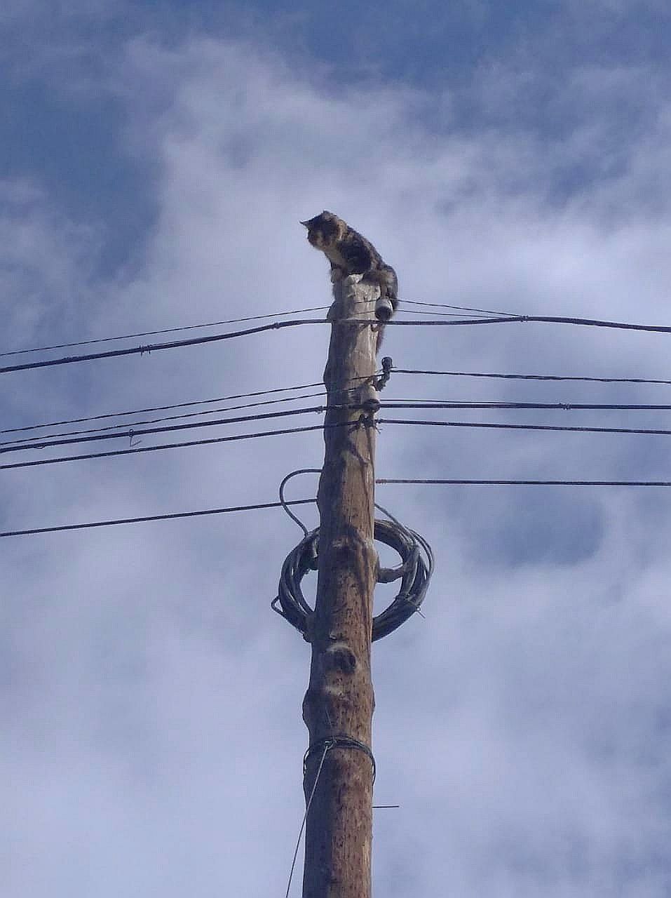 В Кош-Агаче пожарные спасли кота, который больше двух суток просидел на высоком столбе 