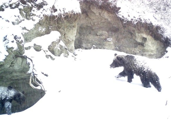 Медведь атаковал фотоловушки в Алтайском заповеднике 