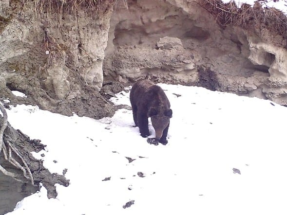 Медведь атаковал фотоловушки в Алтайском заповеднике 