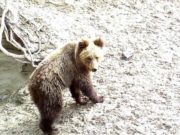 Медведь атаковал фотоловушки в Алтайском заповеднике