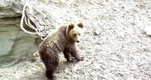 Медведь атаковал фотоловушки в Алтайском заповеднике Медведь атаковал фотоловушки в Алтайском заповеднике