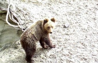 В Чемальском районе отменят все мероприятия на природе из-за медведей