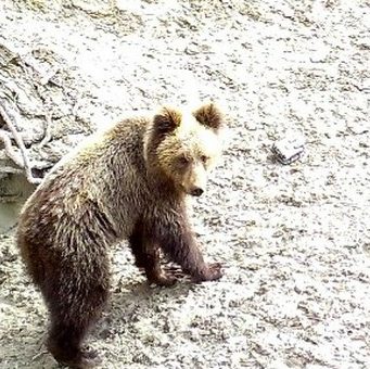 В Чемальском районе отменят все мероприятия на природе из-за медведей
