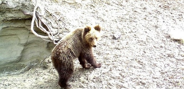 Медведь атаковал фотоловушки в Алтайском заповеднике