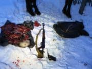 Браконьеров, охотившихся на косулю, освободили от уголовной ответственности