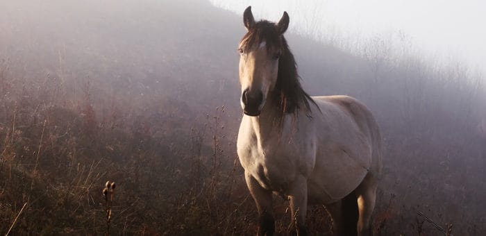 Молодой сельчанин украл коня, но продать его не успел и попался полицейским