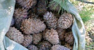 Сроки сбора кедровой шишки и ягод установили на Алтае Вступил в силу приговор налетчикам, напавшим на сборщиков ореха