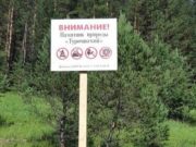 Сельчанин «случайно» срубил деревья на охраняемой территории и получил условный срок