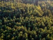 На Алтае с начала года восстановили более 700 га леса
