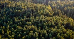 На Алтае с начала года восстановили более 700 га леса На Алтае с начала года восстановили более 700 га леса
