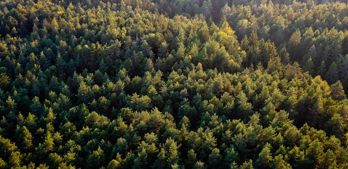 На Алтае с начала года восстановили более 700 га леса