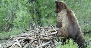 В Алтайском заповеднике засняли медведя, разоряющего хатку бобров