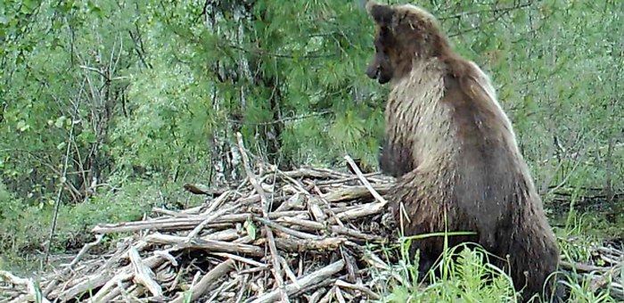 В Алтайском заповеднике сняли медведя, разоряющего хатку бобров