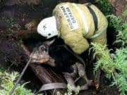 Обессилевшую корову вытащили из глубокой ямы в Шебалино