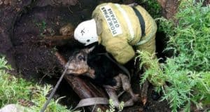 Обессилевшую корову вытащили из глубокой ямы в Шебалино