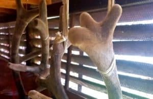 В Шебалинском районе заготовили рекордный пант марала В Шебалинском районе заготовили рекордный пант марала весом 8 кг
