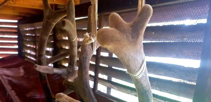 В Шебалинском районе заготовили рекордный пант марала