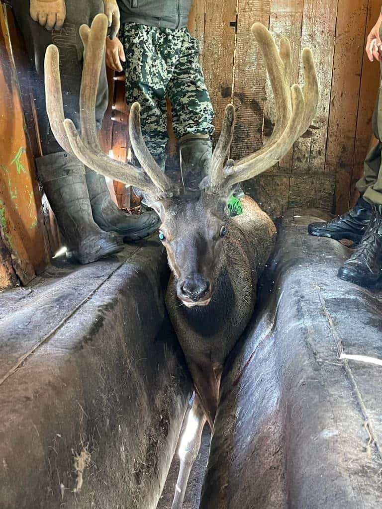 В Шебалинском районе заготовили рекордный пант марала весом 8 кг 