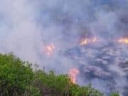 Пять лесных пожаров действует на Алтае