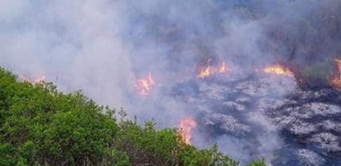 Пять лесных пожаров действует на Алтае