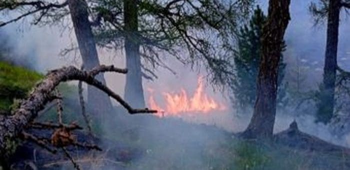 Четыре лесных пожара действуют на Алтае