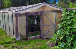 225 кустов мака, выращенных в парнике, обернулись уголовным делом 225 кустов мака, выращенных в парнике, обернулись уголовным делом