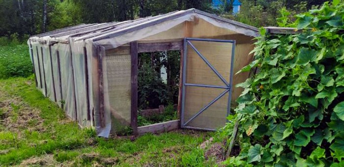 225 кустов мака, выращенных в парнике, обернулись уголовным делом
