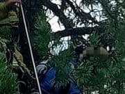 Житель Красноярского края умер во время сбора шишек на Алтае Житель Красноярского края умер во время сбора шишек на Алтае