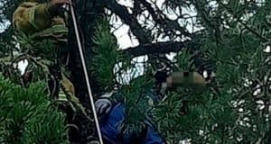 Житель Красноярского края умер во время сбора шишек на Алтае