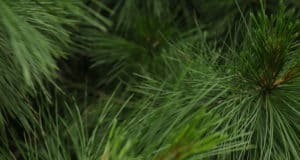 На Алтае растет площадь восстановления лесов