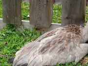 В Улагане спасли раненого журавля В Улагане спасли раненого журавля