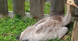 В Улагане спасли раненого журавля