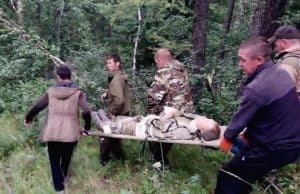 Сборщик ореха упал с кедра в Усть-Коксинском районе