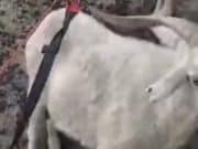 Коз-скалолазок спасли в Онгудайском районе