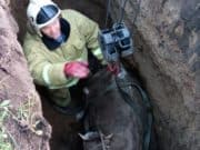 В Шебалино пожарные вытащили из ямы бодливую корову