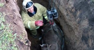 В Шебалино пожарные вытащили из ямы бодливую корову