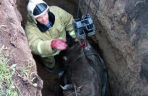 В Шебалино пожарные вытащили из ямы бодливую корову