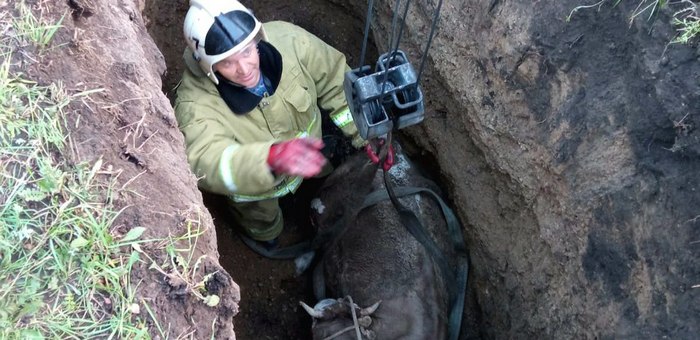 В Шебалино пожарные вытащили из ямы бодливую корову