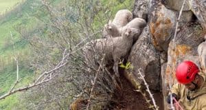 В Онгудайском районе спасатели сняли с высокой скалы отару овец