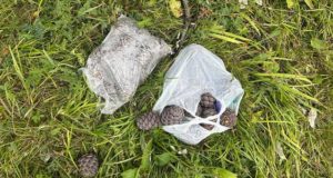 Подробности трагедии в Улаганском районе: при сборе шишек умер пожилой турист
