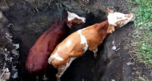 В Мыюте пожарные спасли телят, упавших в выгребную яму
