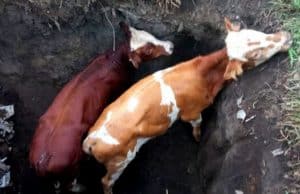 В Мыюте пожарные спасли телят, упавших в выгребную яму В Мыюте пожарные спасли телят, упавших в выгребную яму