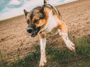 Шебалинская администрация выплатит компенсацию ребенку за укус собаки
