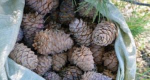 Уже семь человек на Алтае нарушили сроки сбора кедрового ореха Уже семь человек на Алтае нарушили сроки сбора кедрового ореха